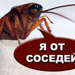 Виталий:  Уничтожение насекомых