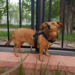 Оксана:  Выгул и стандартная дрессировка собак 