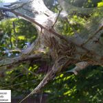 Виталий:  Обработка деревьев от насекомых