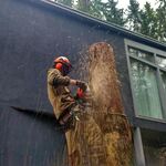 Андрей Рудой:  Спил деревьев частями