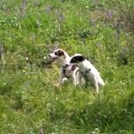Школа дрессировки собак  Белый клык:  Дрессировка