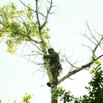 Александр:  Рубка, обрезка, спил и удаление деревьев в Дедовске