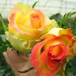 Ecuador Flowers:  Доставка цветов оптом от одной коробки