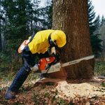 Вадим:  Расчистка участков и удаление деревьев