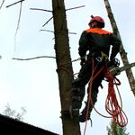 Денис АЛЬПИНИСТ:  Спил Деревьев в Ростове-на-Дону 