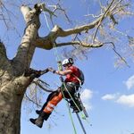 Александр:  Спил деревьев. Кронирование