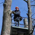 Павел:  Спилить дерево во дворе.