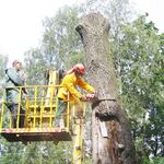 Михаил:  Валка деревьев и расчистка участков