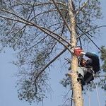 Сергей:  Услуги по спилу деревьев,выкорчёвыванию корней.