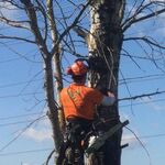 Владимир:  Спилить или удалить дерево в Красногорске по частям