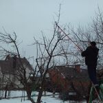 Олег:  Обрезка деревьев/обрезка винограда/спил/корчевание