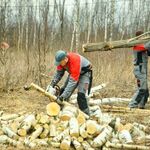 Землечист:  Спил деревьев.Расчистка участка. Демонтаж хоз построек