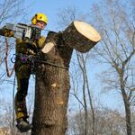 Николай Твердов:  Услуги по уходу, удалению аварийных деревьев