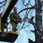 Алексей:  Спиливание деревьев и очистка участков