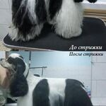 Олег:  Стрижка собак и кошек в Новороссийске