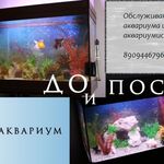 Илья:  Услуги аквариумиста