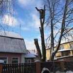 Александр:  Обрезка, вырубка, удаление деревьев в Ивантеевке