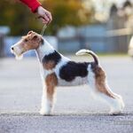 Евгения:  Тримминг жесткошёрстных пород собак, Стрижка, груминг