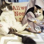 Мария:  Передержка кошек на дому