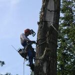 Денис:  Спилить дерево в Дмитровском районе