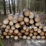 Производства дров:  Дрова сосновые