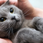 Кира:  Исправление поведения котов и кошек