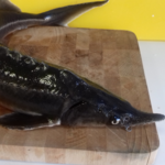 Жирнов Андрей:  Рыба живая и охлажденная осетровых пород