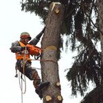 Константин:  Спилить, удалить, обрезать деревья в Черноголовке