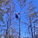 Ярослав:  Безопасный и Профессиональный спил деревьев 
