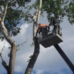 Олег:  Удаление деревьев и расчистка участков