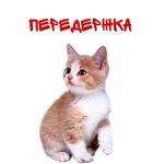 Виолетта:  Передержка