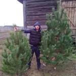 ИП Платонов:  Сосна новогодняя елки оптом качественный товар