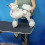 Екатерина:  Стрижка кошек и собак