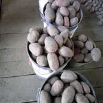 Печать :  Картофель