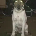 ЯРООЛС 