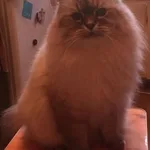Елена:  Грумер, груминг, стрижка собак и кошек