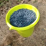 Александр:  Продам чернику 