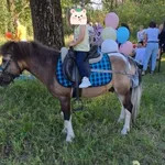 Т Аня:  Пони на праздник недорого. Доставка
