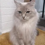 Наталья:  Невский Маскарадный кот