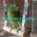 Алексей:  Жако Амазон птенцы выкормыши говорящие от заводчика 