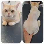 Олеся:  Стрижка кошек и собачек