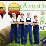 Анемон:  Рулонный газон