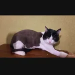 Нина:  Стрижка кошек и собак.