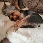 Мария:  Выгул собак 