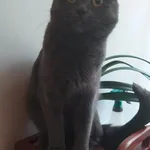 Елена:  Вязка кошки