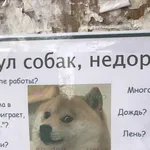 Арсен:  Выгул собак