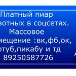 Мария:  Размещение объявлений о пристройстве животных.
