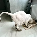 Екатерина:  Стрижка кошек с выездом, без наркоза 