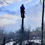 Артем:  Спил, кронирование деревьев. Измельчение веток