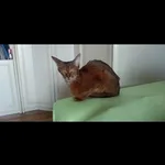 Лиана:  Передержка кота/ кошки 